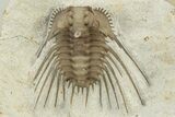 Spiny Trilobite (Kettneraspis) - Black Cat Mountain, Oklahoma #241416-4